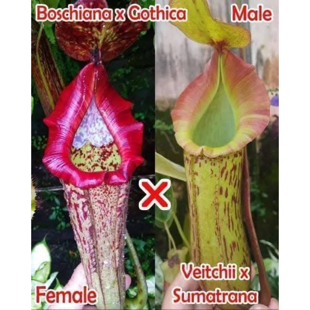 Nepenthes (Boschi x Gothica) X (Veitchii x Sumatrana)
