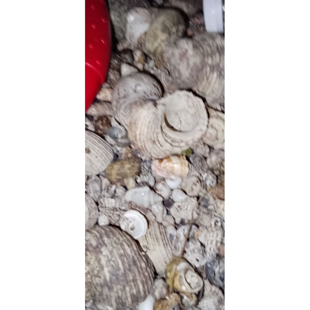 CANGKANG NATURAL UNTUK KELOMANG 1KG SIZE L-XL