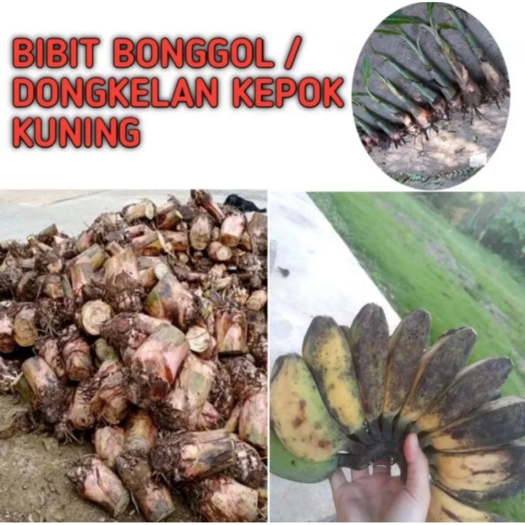 Bibit Bonggol Pisang Kepok Kuning Super