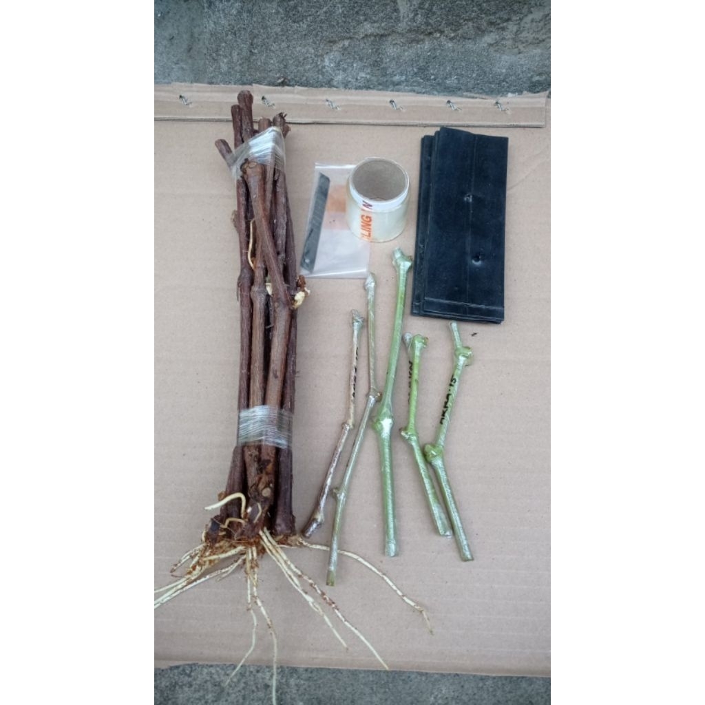 grafting anggur import paket belajar grafting komplit