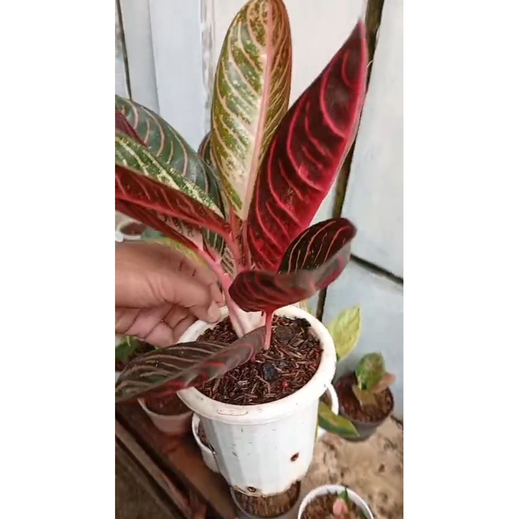 Aglaonema Pos Red Sumatera