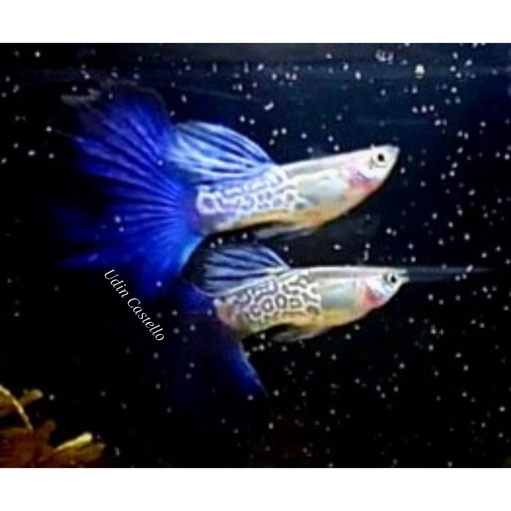 Sticker guppy blue dragon