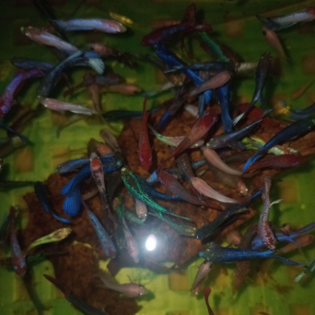 bahanan cupang nemo koi ,yellow koi  dan halfmoon