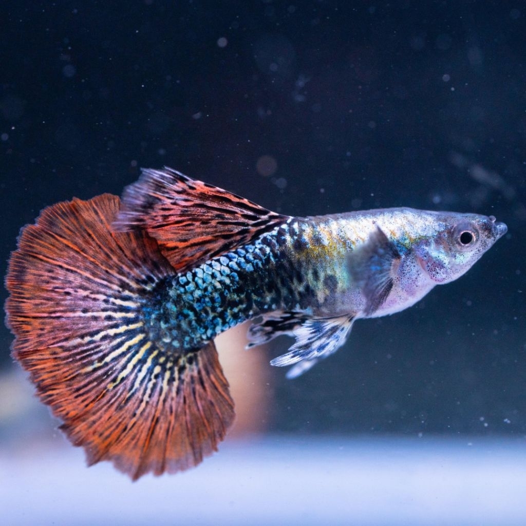 ikan hias Guppy red dragon jantan dan betina