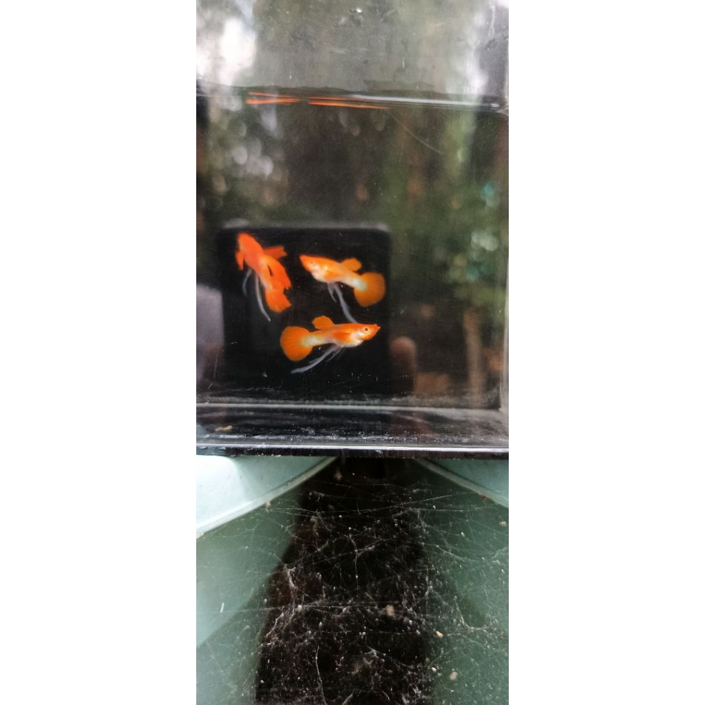 Pakan Guppy Jantan Albino Koi Ribbon Red Ear