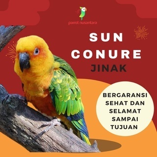 burung sun conure jinak high yellow