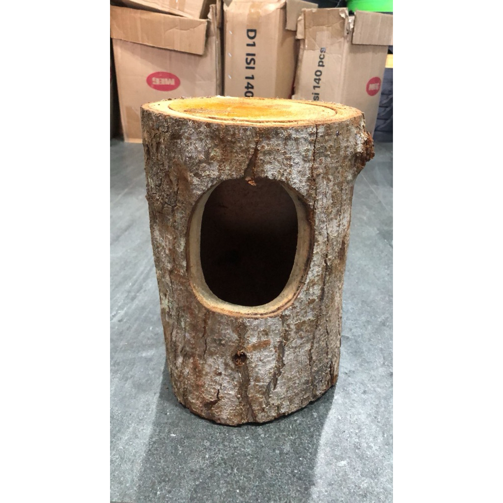 GLODOK POHON UNTUK BURUNG KACER/MURAI/CUCOK IJO