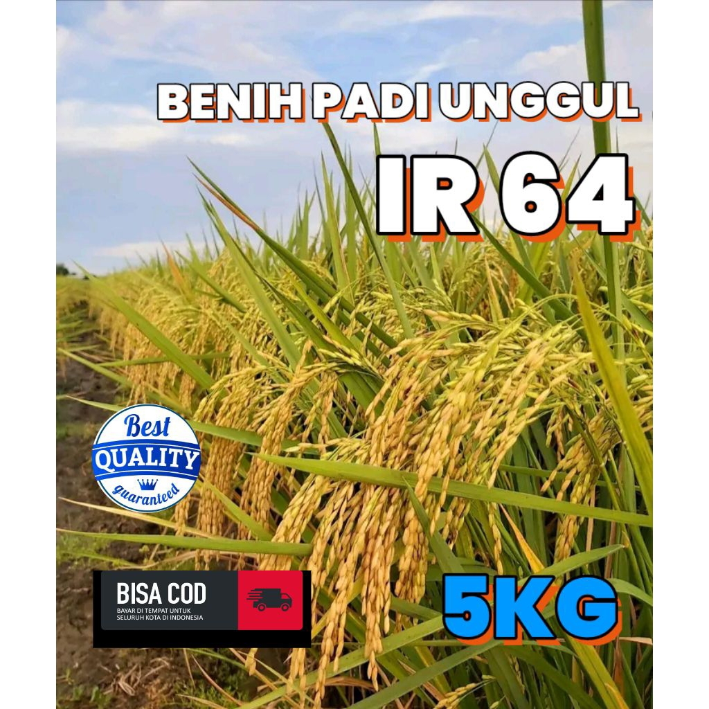 BENIH PADI UNGGUL BERKUALITAS IR 64 KEMASAN 5KG
