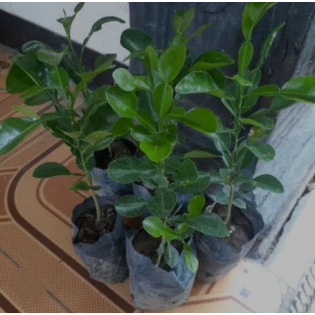 bibit jeruk purut,bibit jeruk purut daun angka 8