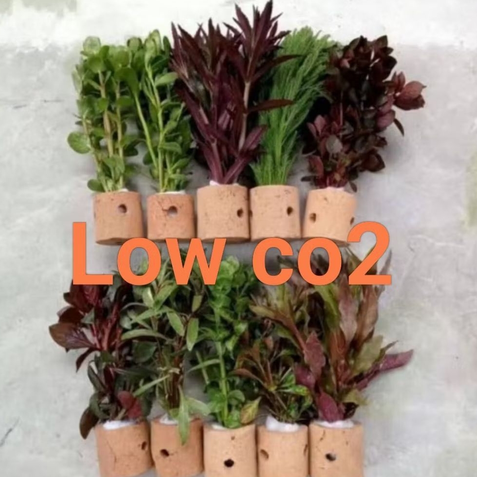 Paket Tanaman Aquascape Low co2 Lengkap dengan Potnya