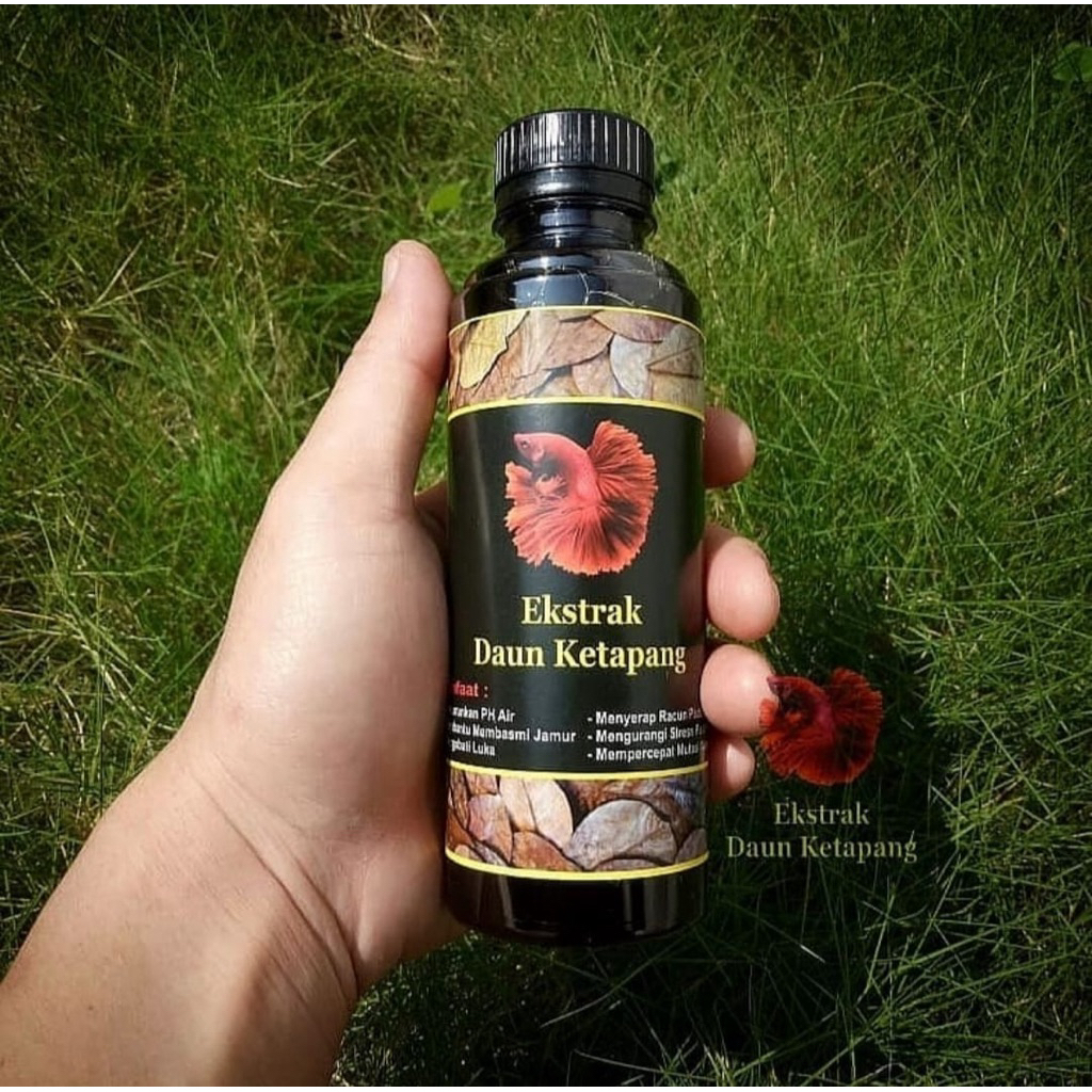 ekstrak daun ketapang 100ml