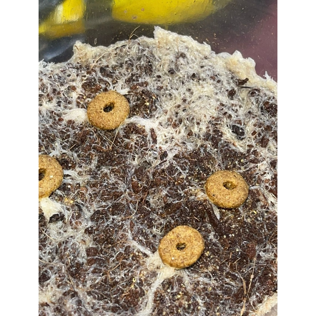 starter grindal worm