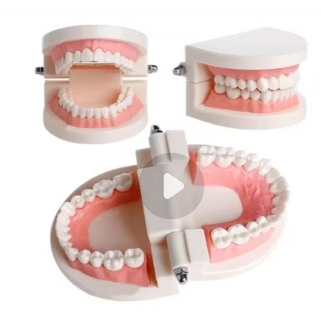 Model Studi Gigi / Phantum Gigi / Phantom Studi Rahang Gigi Typodont Gusi Karet Alat Peraga