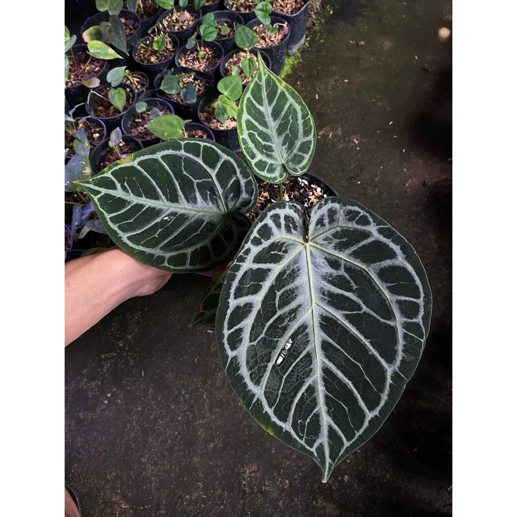 Anthurium Red tiger