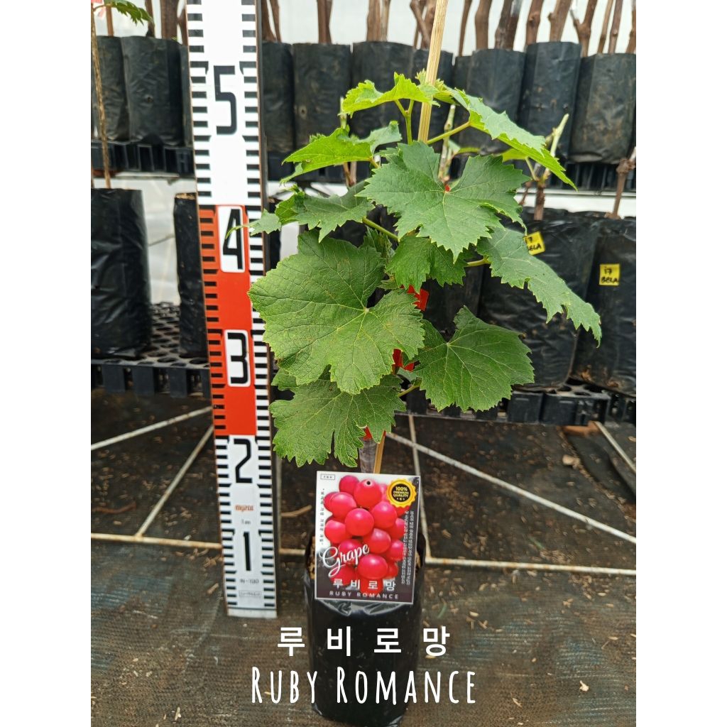 Bibit Anggur Ruby Roman Valid 100%