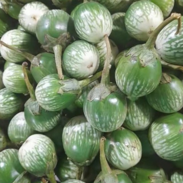 Terong Bulat 1kg | Terong Batik | Terong kecil bulat | Terong bunder