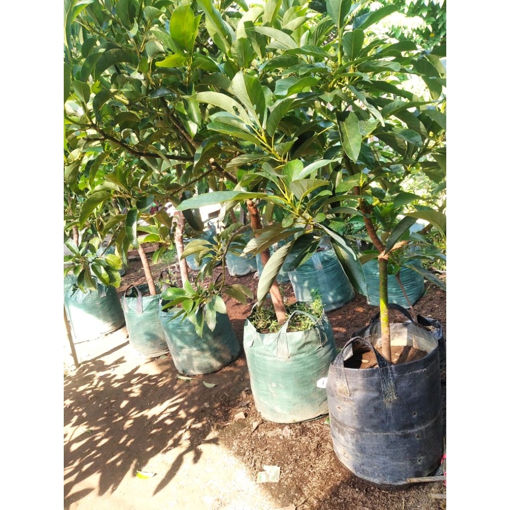 bibit alpukat kelut,batang besar, super