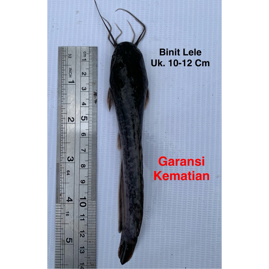 BIBIT BENIH LELE PAKET ISI 5 EKOR UKURAN 8-10 CM SANGKURIANG MUTIARA  (GARANSI KEMATIAN)