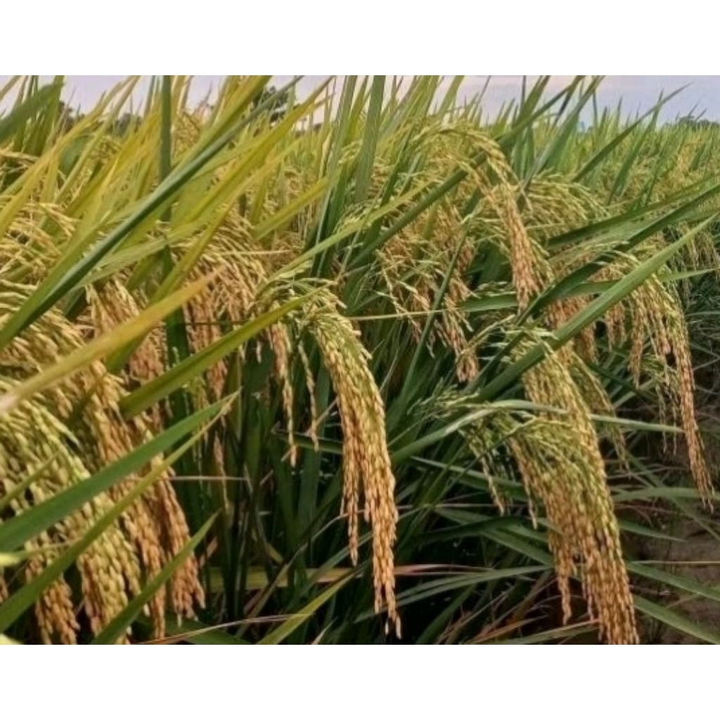 benih padi ciherang putih pulen kemasan 1kg