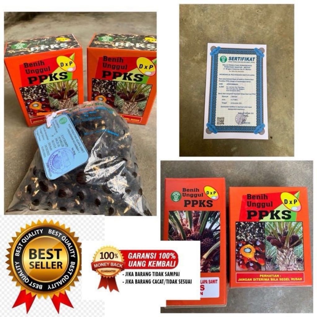 bibit kecambah sawit ppks540