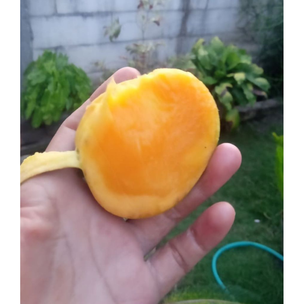 mangga madu 1kg / pelem madu