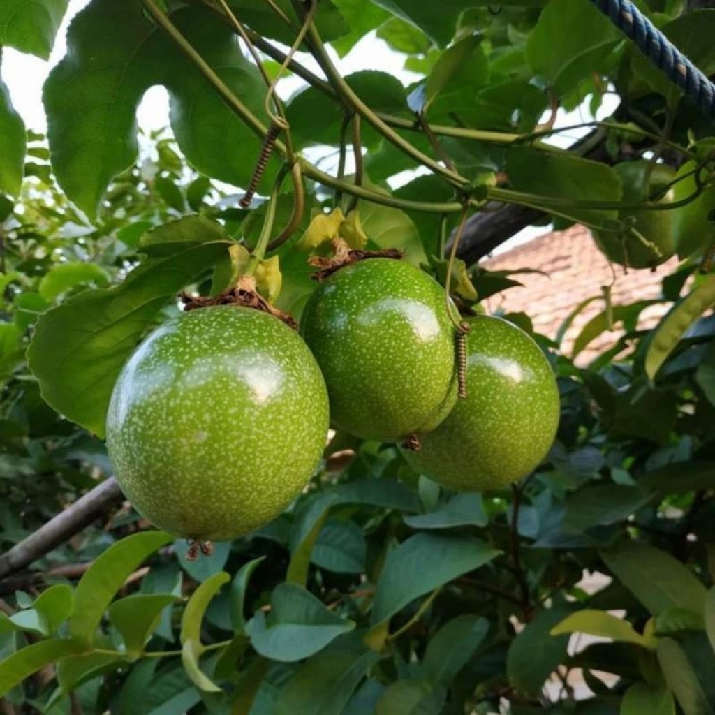 Buah markisa hijau rasa asam manis 1kg