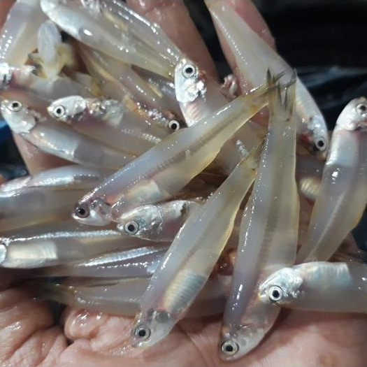 Ikan Teri 1Kg Ikan Teri Segar Ikan Teri Basah Ikan Seafood Ikan Laut Ikan Segar