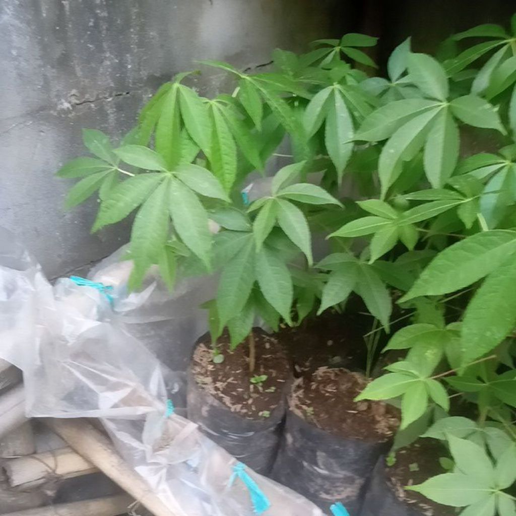 Bibit Tanaman Randu Kapuk
