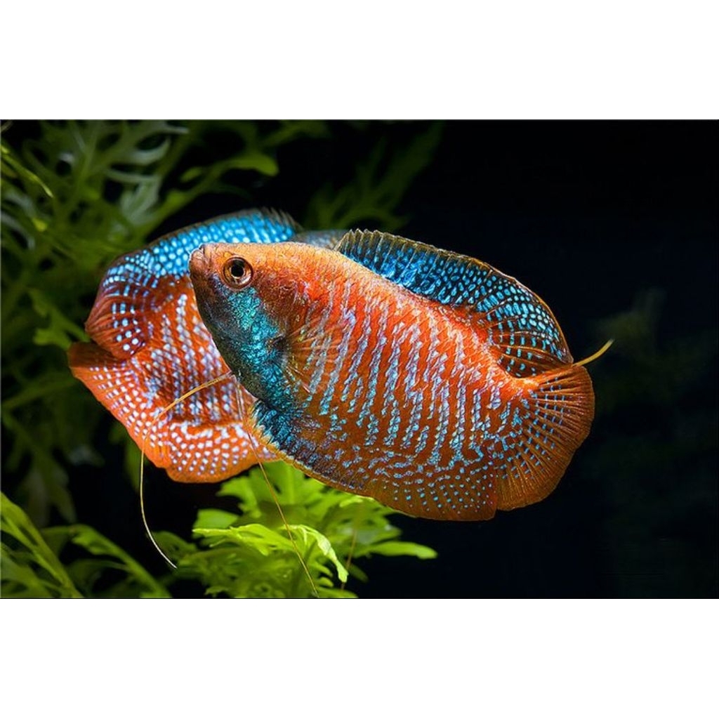 Rainbow Dwarf Gourami 4-5cm