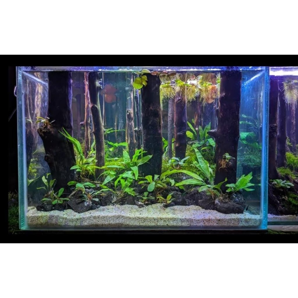 (Hardscape saja) tema hutan 30cm aquascape murah
