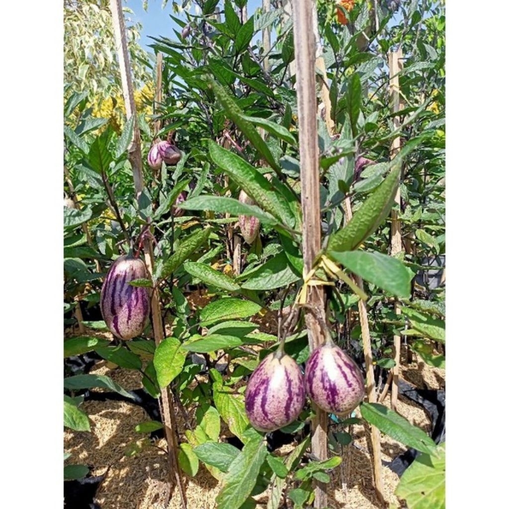 Tanaman Bibit Buah Pepino Sudah Berbuah