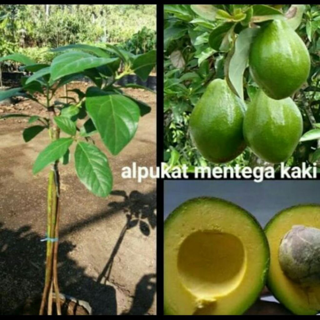 Bibit ALPUKAT MENTEGA SUPER KAKI 3,,asli hasil okulasi..