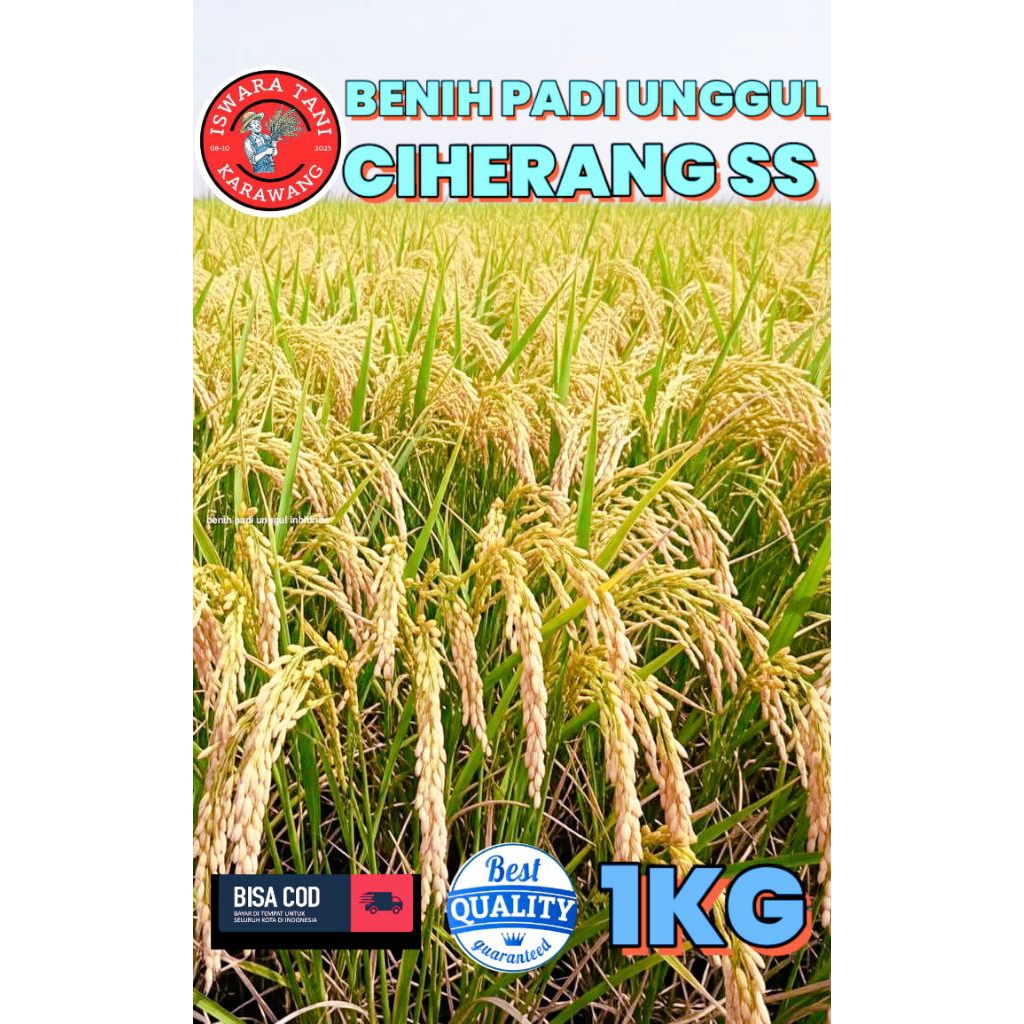 BENIH PADI UNGGUL BERKUALITAS CIHERANG SS KEMASAN 1KG