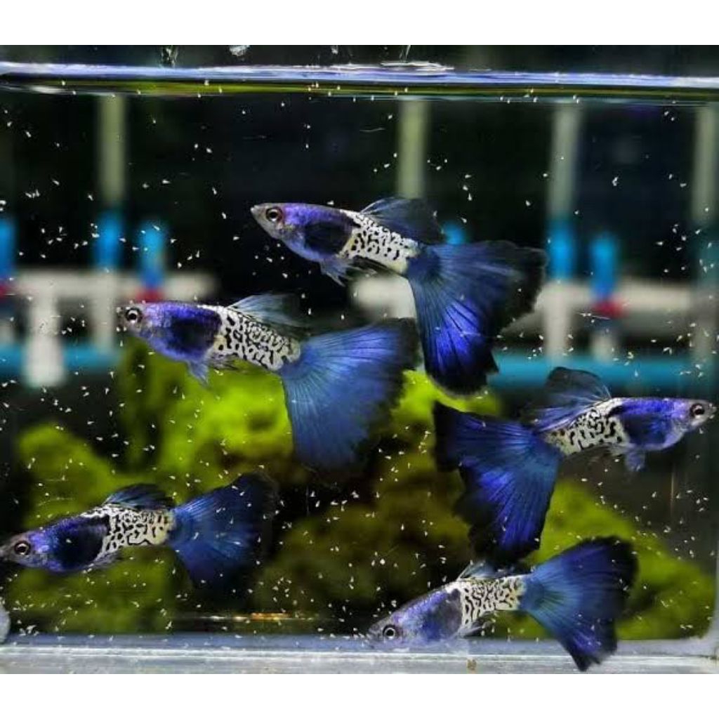 Guppy mssbt sepasang