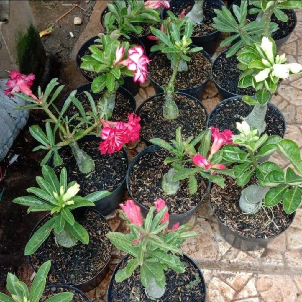 Tanaman bunga adenium kamboja bunga kuning / Kamboja jepang