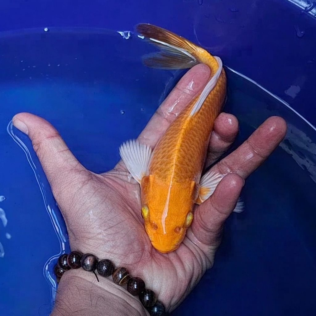 Ikan Koi Blitar Jenis Kumpay Slayer / Rumah Koi Jakarta / kode 004