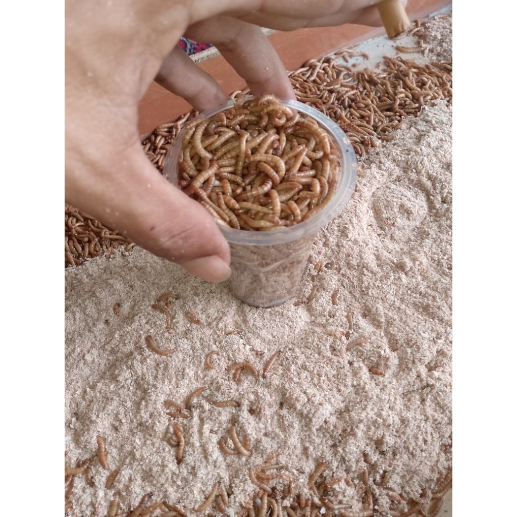 ulat Hongkong satu gelas kopi ukuran 150grm,umpan pancing pakan reptil jamin hidup pres