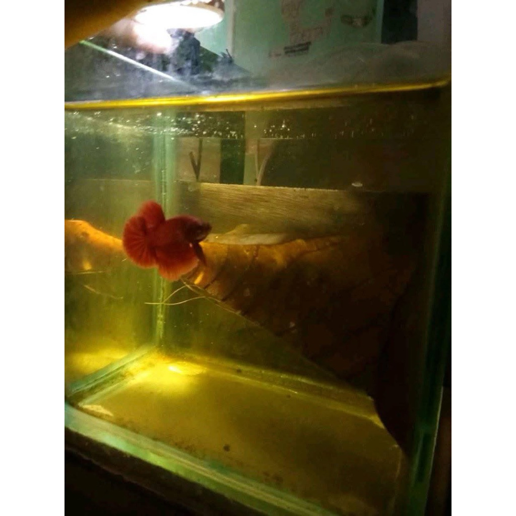 bahan hmpk super red size s++