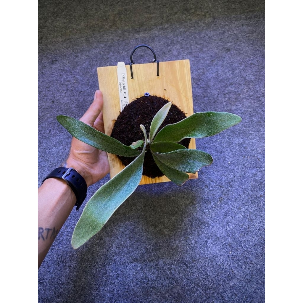 Platycerium Veitchii V14