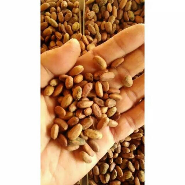 Biji Polokyo Diet Alami Pelangsing 20 Biji || Biji Polokyo Obat Diet Alami Membersihkan Lemak