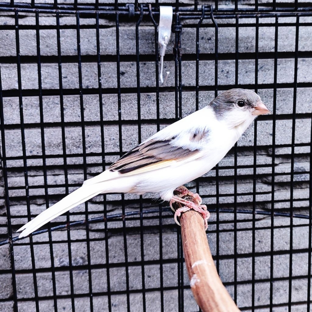 Kenari AF Panda Simetris - Jantan Gacor (Only Instant Delivery)