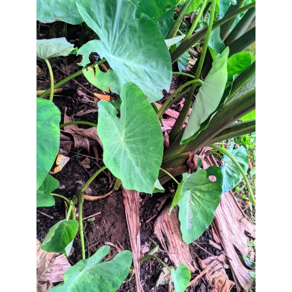 bibit talas bentul bogor