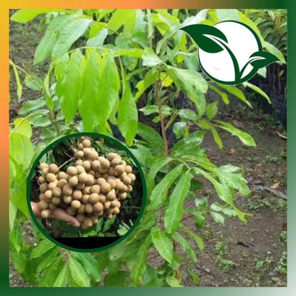 Bibit kelengkeng new cristal asli tanaman okulasi cepat berbuah