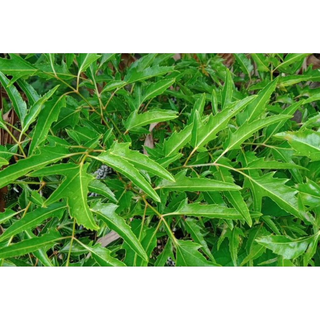 Terlaris Bibit & Daun Kedondong Laut / Berlangkas Bisa Untuk Lalapan Bisa Untuk Pakan Ternak Kedongd