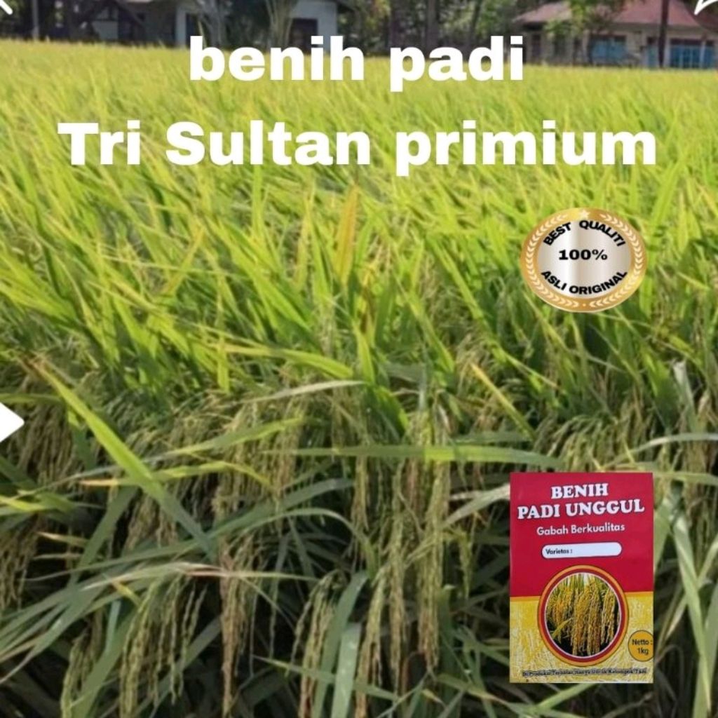BENIH PADI TRI SULTAN PRIMIUM UNGGUL KUALITAS 1kg