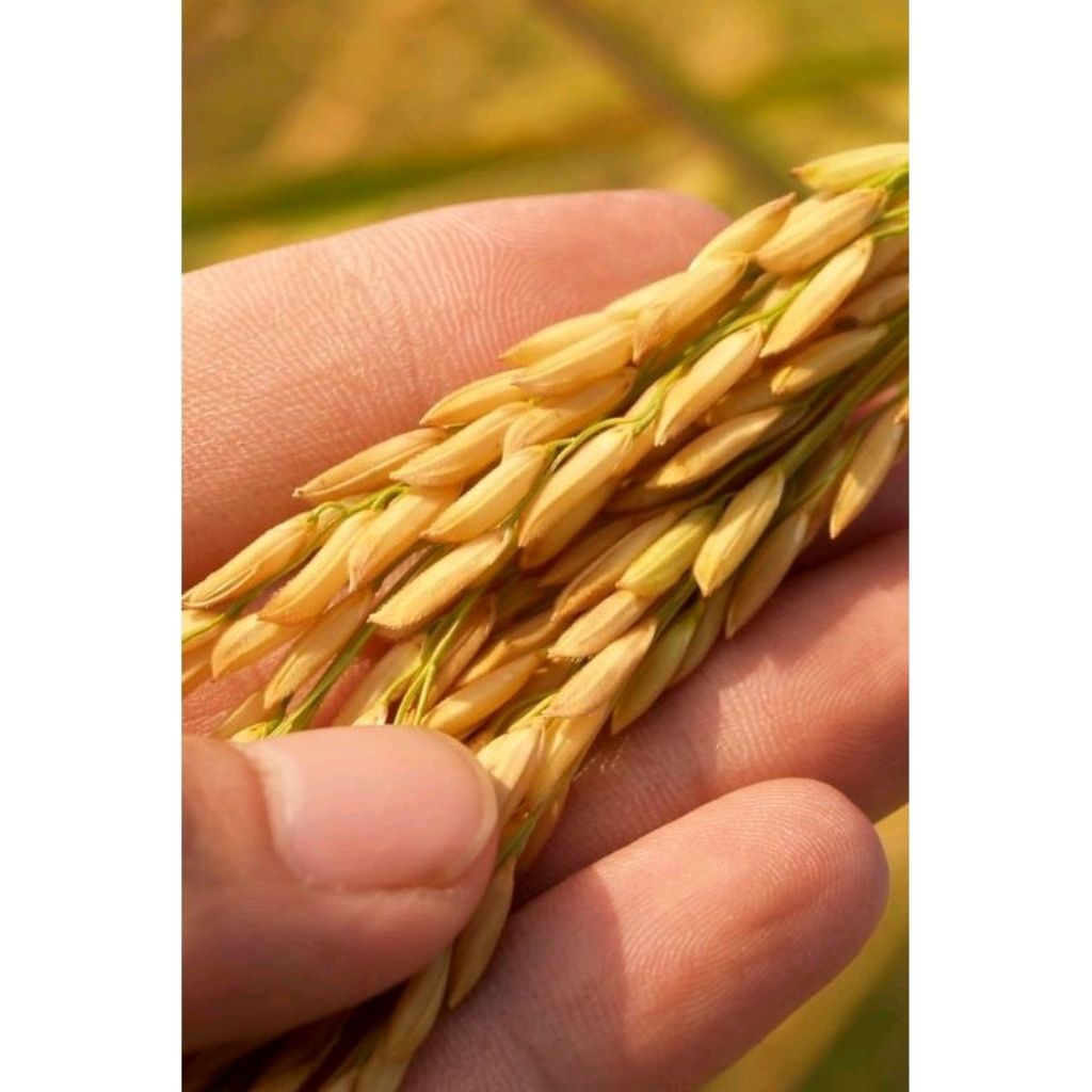 BENIH PADI CIHERANG MACAN UNGGUL KUALITAS