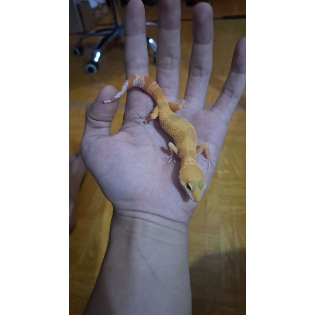 Leopard Gecko Male - Sunglow Calon Full CT - Remaja Usia Juve Mulus Sehat