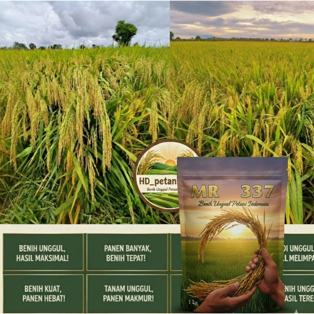 Benih Padi Unggul MR 337