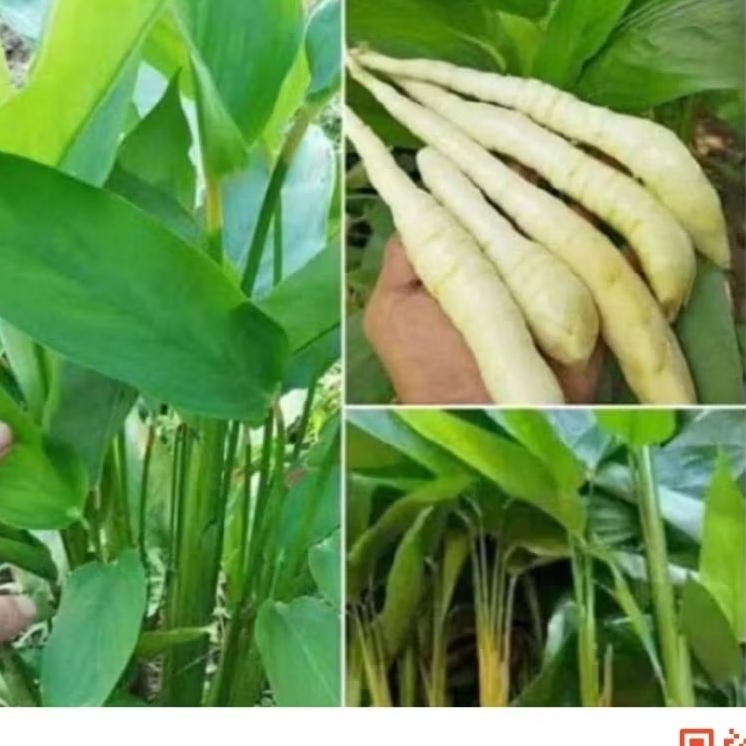 bibit umbi irut/umbi garut 10biji