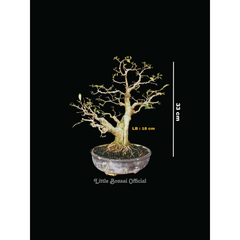 Bonsai Amplas Putih/ Ficus Amplas / Beringin